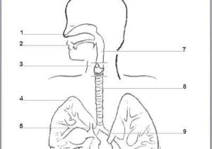 Respiratory System Worksheet Along with 10 Best Digestive System Images On Pinterest