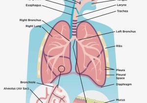 Respiratory System Worksheet Along with 210 Best Health Ed Images On Pinterest