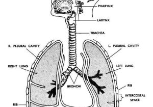 Respiratory System Worksheet Along with 60 Best Respiratory System Nursing Images On Pinterest