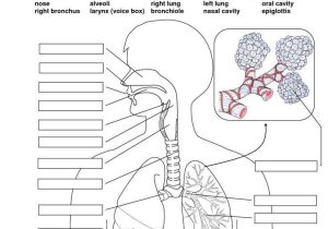 Respiratory System Worksheet Along with 618 Best Anatomy and Physiology Images On Pinterest