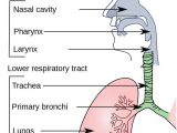 Respiratory System Worksheet Also 12 Best Respiratory System Images On Pinterest