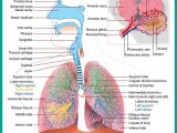 Respiratory System Worksheet as Well as 211 Best Awesome Anatomy Images On Pinterest