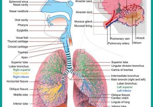 Respiratory System Worksheet as Well as 211 Best Awesome Anatomy Images On Pinterest