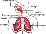 Respiratory System Worksheet as Well as Structure Of the Human Respiratory System Explicated with Diagrams