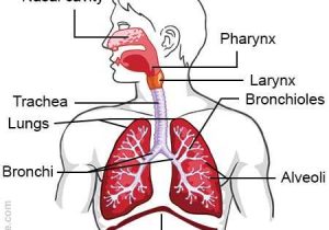 Respiratory System Worksheet as Well as Structure Of the Human Respiratory System Explicated with Diagrams