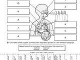 Respiratory System Worksheet as Well as Take A Deep Breath Lesson Plans the Mailbox