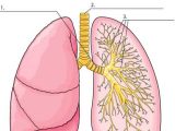 Respiratory System Worksheet or 12 Best Respiratory System Images On Pinterest