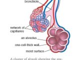 Respiratory System Worksheet or Alveoli Air Sacs Massively Increase the Surface area Of the Lungs