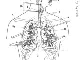 Respiratory System Worksheet together with 361 Best Teaching Images On Pinterest