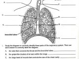 Respiratory System Worksheet together with 618 Best Anatomy and Physiology Images On Pinterest