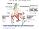 Respiratory System Worksheet with 7 Best Respiratory System Images On Pinterest