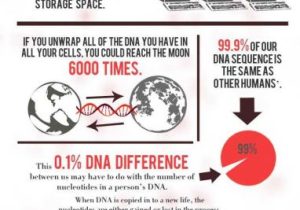 Restriction Enzyme Worksheet as Well as 68 Best Biology Genetics Images On Pinterest