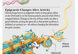 Restriction Enzyme Worksheet as Well as Genetics Vs Epigenetics [illustration by Axs Biomedical Animation