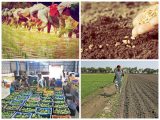 Revolution In Agriculture Worksheet Along with the Next Big Thing the Indian Agriculture Industry as An In