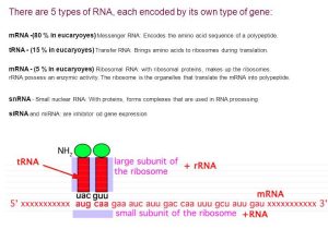 Rna and Gene Expression Worksheet Answers Along with Transcription In Prokaryotes Ppt