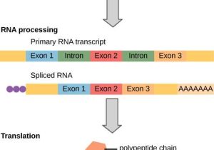 Rna and Gene Expression Worksheet Answers Also the Genetic Code
