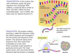 Rna Worksheet Answers and 42 Best Dna Rna and Protein Images On Pinterest