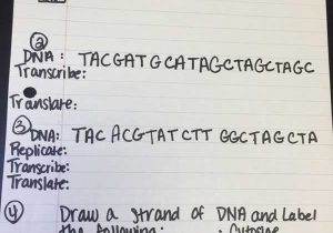 Rna Worksheet Answers as Well as 21 Luxury Worksheet Dna Rna and Protein Synthesis