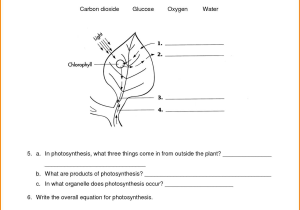Role Of Photosynthesis In Carbon Cycling Worksheet together with Differentiated Synthesis Reading Passage Crossword Puzzle