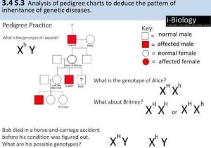 Schs Biology Data Analysis Worksheet Answers and Ib Biology 3 4 Inheritance