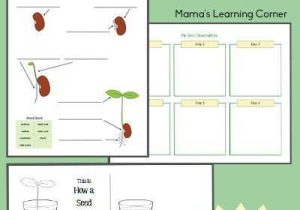 Science Worksheets Special Education with Studying Seeds – Printable Mini Book Seed Chart and Vocabulary