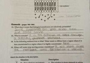 Section 8 1 Energy and Life Worksheet Answer Key or Koski Carley 1st Block Biology Section 7 3 Cell Boundaries