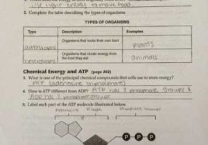 Section 8 1 Energy and Life Worksheet Answer Key together with Koski Carley 1st Block Biology October 2014
