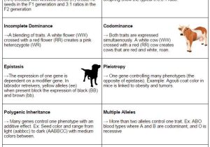Sex Linked Genes Worksheet Answers together with Genetics and Inheritance Overview Ap Biology