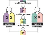 Sex Linked Inheritance Worksheet Along with Fresh Linked Traits Worksheet Inspirational X Linked Recessive