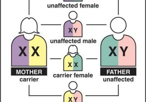 Sex Linked Inheritance Worksheet Along with Fresh Linked Traits Worksheet Inspirational X Linked Recessive
