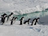Shackleton's Antarctic Adventure Worksheet Also south Shetland islands Luxury Trips