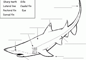 Shark Tank Worksheet Pdf Also Shark Activity Sheet Labelling A Great White Shark Beginner