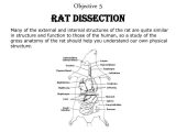 Sheep Brain Dissection Analysis Worksheet Answers and Rat Dissection Worksheet Gallery Worksheet for Kids Maths