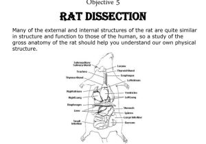 Sheep Brain Dissection Analysis Worksheet Answers and Rat Dissection Worksheet Gallery Worksheet for Kids Maths