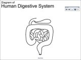 Sheep Brain Dissection Analysis Worksheet Answers and the Human Digestive System Worksheet Answers Image Collectio