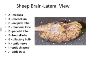 Sheep Brain Dissection Analysis Worksheet Answers with Brain Dissection Diagram Brain Dissection Diagram Human An