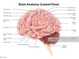Sheep Brain Dissection Analysis Worksheet Answers with Human Brain Anatomy Lateral View Stock Illustration Getty Im