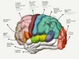 Sheep Brain Dissection Worksheet Also Anatomy Cerebral Cortex Human Anatomy organ