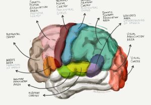 Sheep Brain Dissection Worksheet Also Anatomy Cerebral Cortex Human Anatomy organ