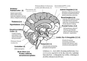 Sheep Brain Dissection Worksheet Also Brain Structure Functions Brain Diagram and Functions Brain