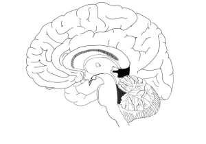 Sheep Brain Dissection Worksheet Also Filebrain Midsagital Viewpng Wikimedia Mons
