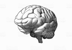Sheep Brain Dissection Worksheet as Well as Engraving Monochrome Brain In Perspective View White Bg S