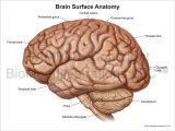 Sheep Brain Dissection Worksheet or Anatomy Of the Brain Your Cerebrum thoughtco Streetsaleru