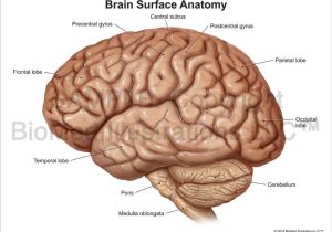 Sheep Brain Dissection Worksheet or Anatomy Of the Brain Your Cerebrum thoughtco Streetsaleru