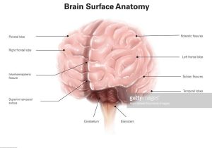 Sheep Brain Dissection Worksheet or Brain Surface Anatomy with Labels Stock Illustration Getty I