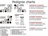 Sickle Cell Anemia Pedigree Worksheet Also Autosomal Pedigree Worksheet the Best Worksheets Image Collection