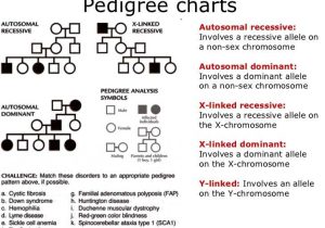 Sickle Cell Anemia Pedigree Worksheet Also Autosomal Pedigree Worksheet the Best Worksheets Image Collection