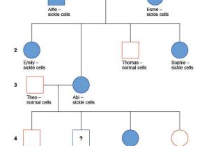 Sickle Cell Anemia Pedigree Worksheet or Pedigree Genetics Worksheet the Best Worksheets Image Collection