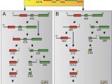 Signal Transduction Pathways Worksheet Along with the Cell Proliferation Antigen Ki 67 organises Heterochromatin
