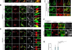 Signal Transduction Pathways Worksheet as Well as Endosomal Rab Cycles Regulate Parkin Mediated Mitophagy